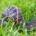 Your Garden Ecosystem: The Role of Snails